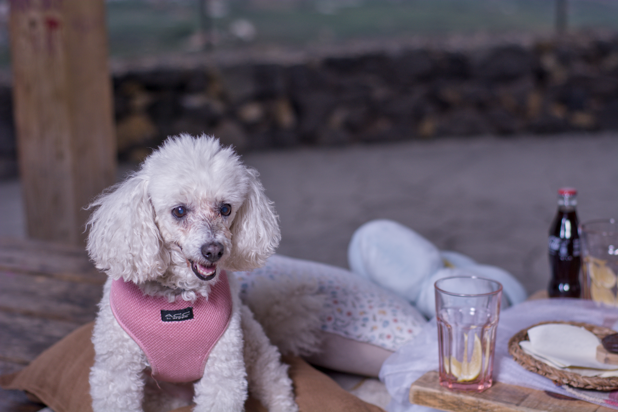 Caniche disfrutando de un picnic pet friendly en Tenerife con Refugio al Atardecer